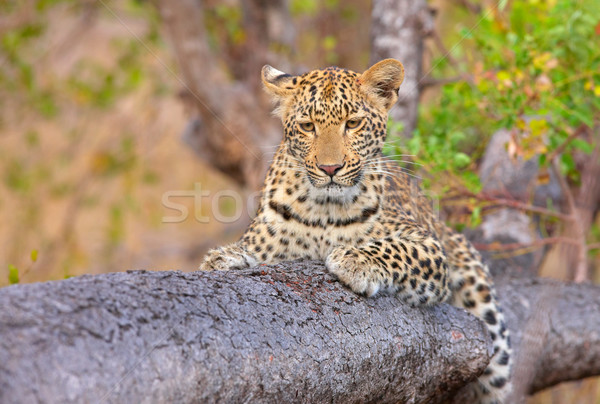 Leopard lying on the tree Stock photo © hedrus