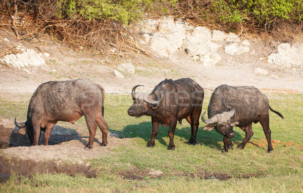 Buffalo (Syncerus caffer) in the wild Stock photo © hedrus