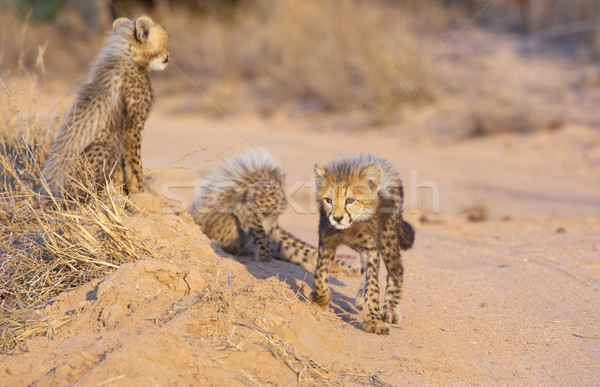 гепард играет саванна ЮАР семьи природы Сток-фото © hedrus
