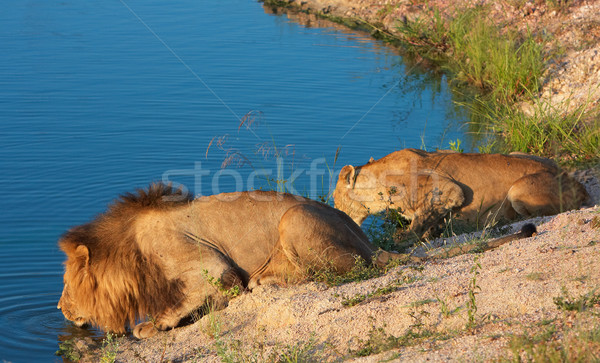 Lion (panthera leo) and lioness Stock photo © hedrus