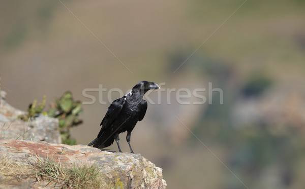 Kruk posiedzenia rock Południowej Afryki ptaków czarny Zdjęcia stock © hedrus