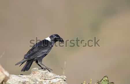 Poiana piedi rocce Sudafrica erba montagna Foto d'archivio © hedrus