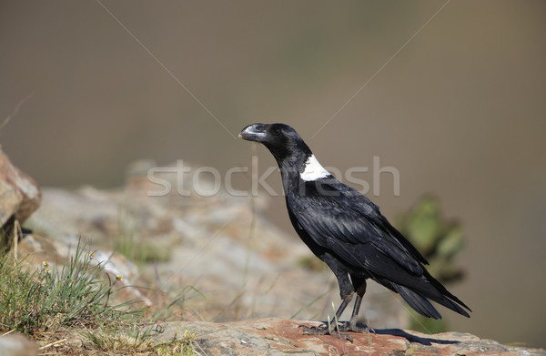 White-necked Raven Stock photo © hedrus