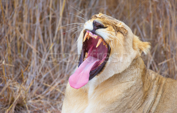 Lioness (panthera leo) close-up Stock photo © hedrus