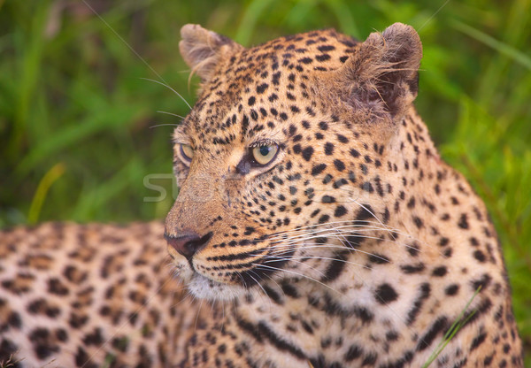 Leopard resting in savannah Stock photo © hedrus