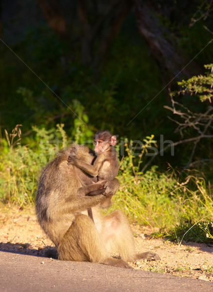 Babuino bebé sesión carretera Sudáfrica naturaleza Foto stock © hedrus
