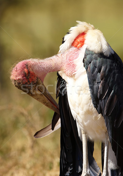 Marabou Stork (Leptoptilos crumeniferus) Stock photo © hedrus