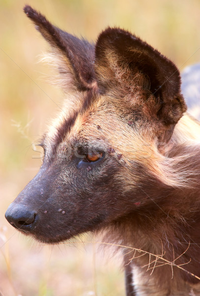 Afrikai vad kutya rendkívül veszélyeztetett fajok Afrika Stock fotó © hedrus