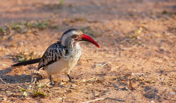 Southern Red-billed hornbill  Stock photo © hedrus