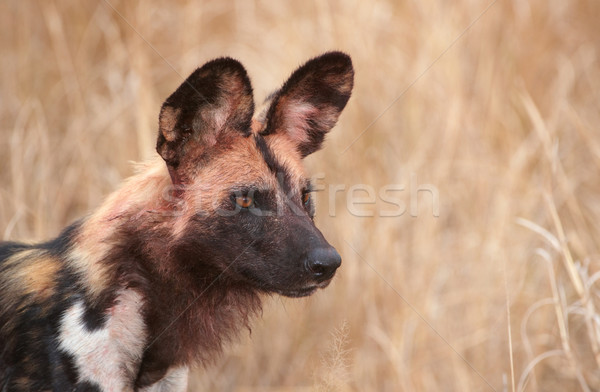 Afrika köpek tehlikedeki türler Afrika Stok fotoğraf © hedrus