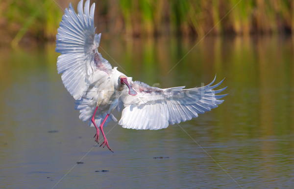 The African Spoonbill (Platalea alba) Stock photo © hedrus