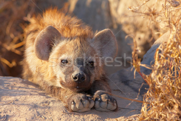 Baby Boden Südafrika Afrika natürlichen Jagd Stock foto © hedrus