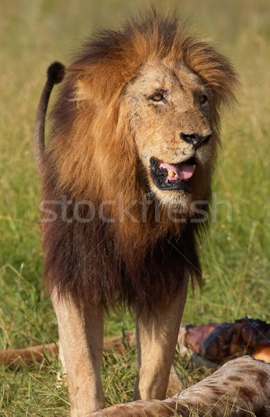 Single lion (panthera leo) in savannah Stock photo © hedrus