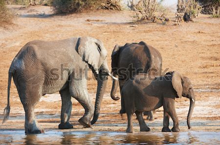 Groß Herde african Elefanten trinken Fluss Stock foto © hedrus