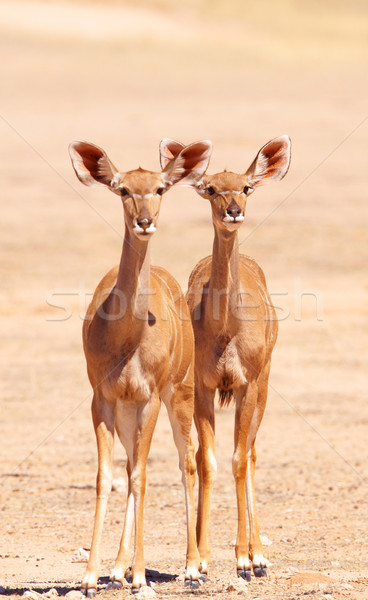 Group of Kudu (Tragelaphus Strepsiceros) Stock photo © hedrus