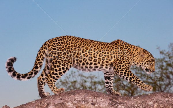 Leopard Постоянный дерево ходьбе вечер свет Сток-фото © hedrus