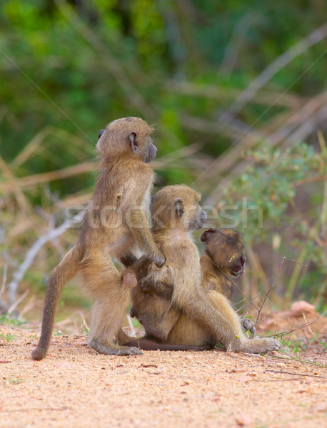 Tres babuino bebés pie alerta Sudáfrica Foto stock © hedrus