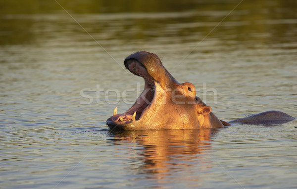 Large hippopotamus Stock photo © hedrus