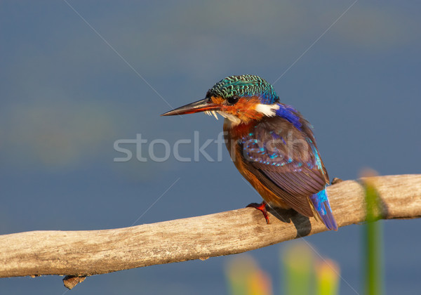 Malachiet ijsvogel vergadering tak blauwe hemel South Africa Stockfoto © hedrus