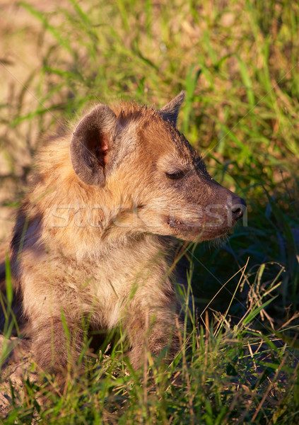 африканских собака Вымирающие виды Африка Сток-фото © hedrus