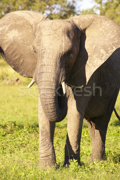 большой слон бык еды природы резерв Сток-фото © hedrus