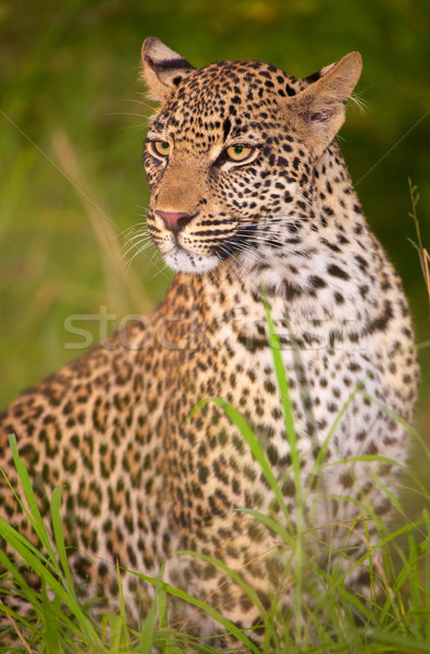 Leopard sitting in savannah Stock photo © hedrus