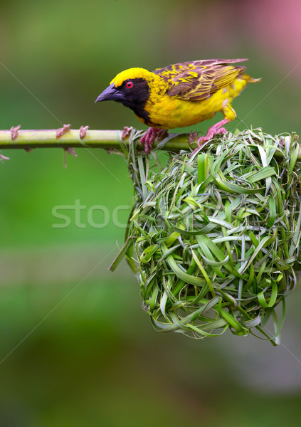 Stock photo: Village (Spotted-backed) Weaver