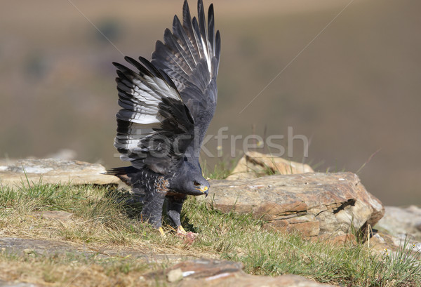 Jackal Buzzard Stock photo © hedrus