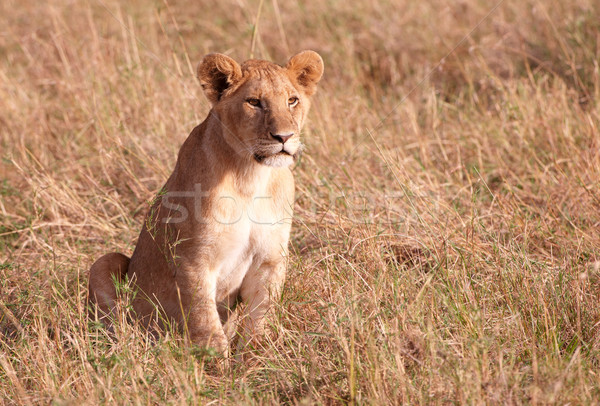 лев сидят саванна ЮАР Сток-фото © hedrus