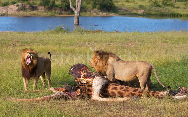 Twee savanne mannelijke eten giraffe South Africa Stockfoto © hedrus