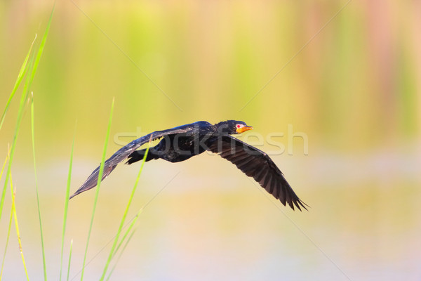 Reed Cormorant (Phalacrocorax africanus) Stock photo © hedrus
