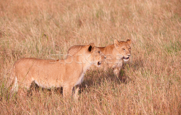 Jonge leeuw welp savanne twee permanente Stockfoto © hedrus