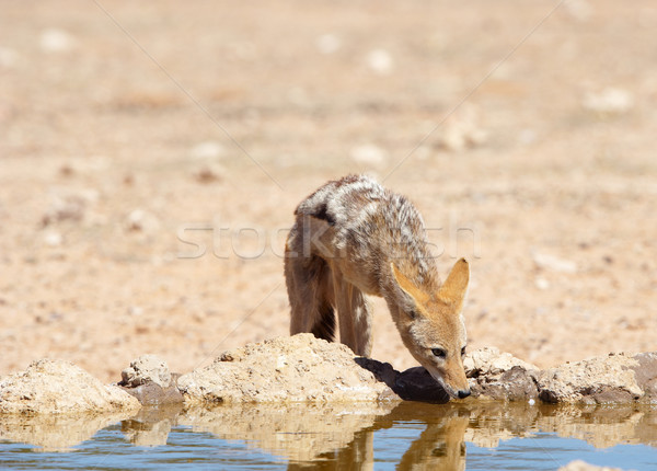 питьевая вода ЮАР трава Африка животного Постоянный Сток-фото © hedrus