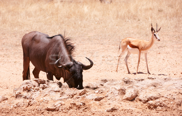 Blue wildebeest and Springbok  Stock photo © hedrus