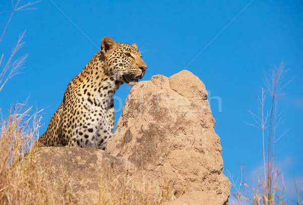Leopard sitting on the rock in the wild  Stock photo © hedrus