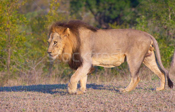 Leeuw savanne alarm lopen South Africa natuur Stockfoto © hedrus