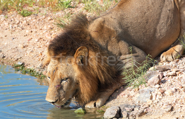 лев питьевая вода борьбе лице саванна ЮАР Сток-фото © hedrus