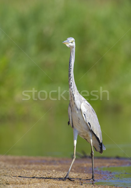 Grey Heron bird Stock photo © hedrus