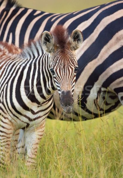африканских природы резерв ЮАР Сток-фото © hedrus