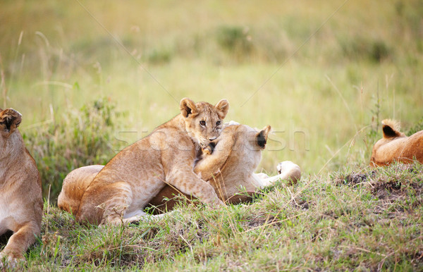 Stock photo: Lion cub (panthera leo) close-up