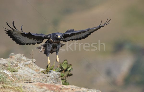 Jackal Buzzard Stock photo © hedrus