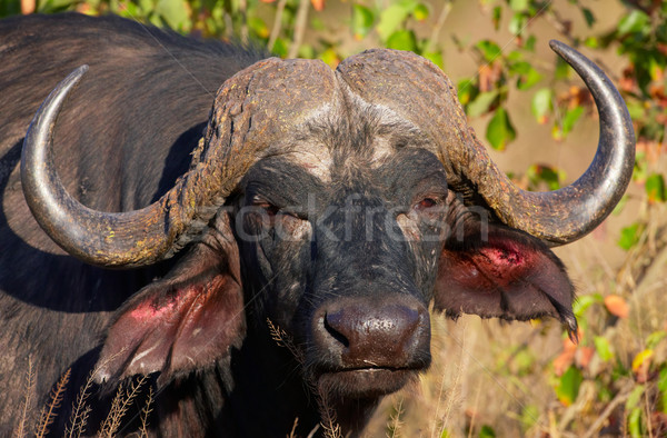 Buffalo (Syncerus caffer) in the wild Stock photo © hedrus