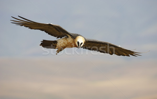 Bebaarde gier vlucht naar buit South Africa Stockfoto © hedrus