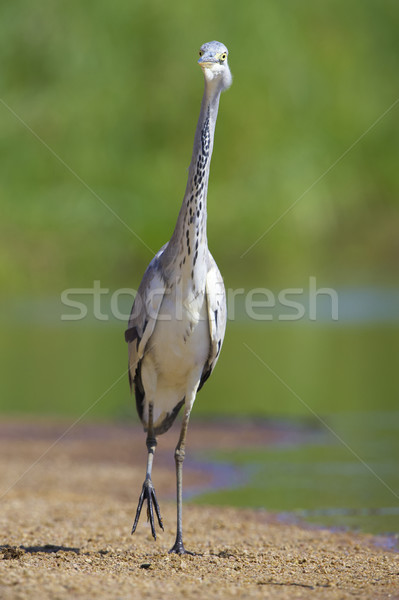 Grey Heron bird Stock photo © hedrus