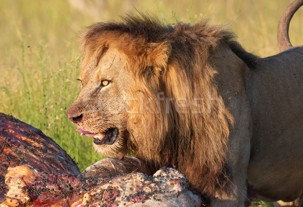 Stok fotoğraf: Aslan · erkek · yeme · hayvan · Güney · Afrika