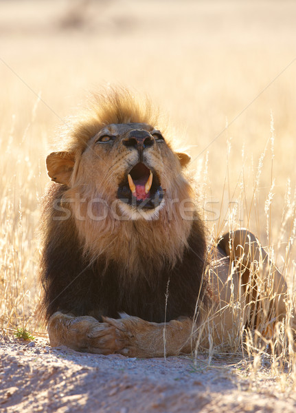 Leão savana África do Sul natureza dentes sozinho Foto stock © hedrus