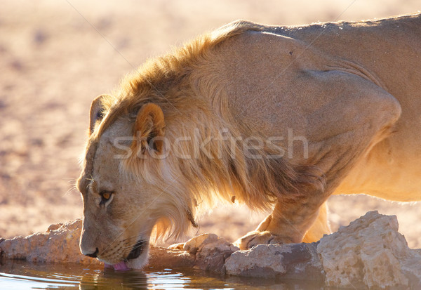 Сток-фото: питьевая · вода · воды · дыра · саванна · ЮАР · природы