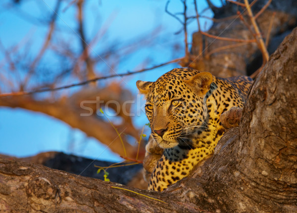 Leopard lying on the tree Stock photo © hedrus