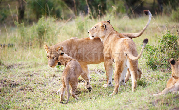 лев играет семьи саванна Сток-фото © hedrus