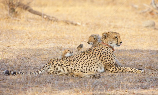 Stockfoto: Cheetah · moeder · spelen · savanne · South · Africa · natuur